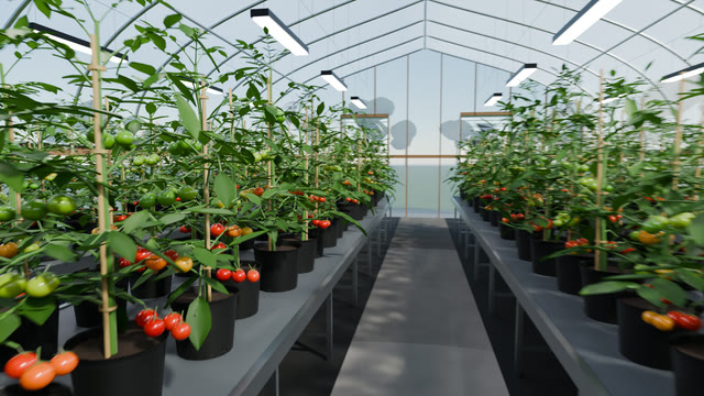 Benches of staked tomato plants with green, orange and red fruit under supplemental grow lights in a hoop house